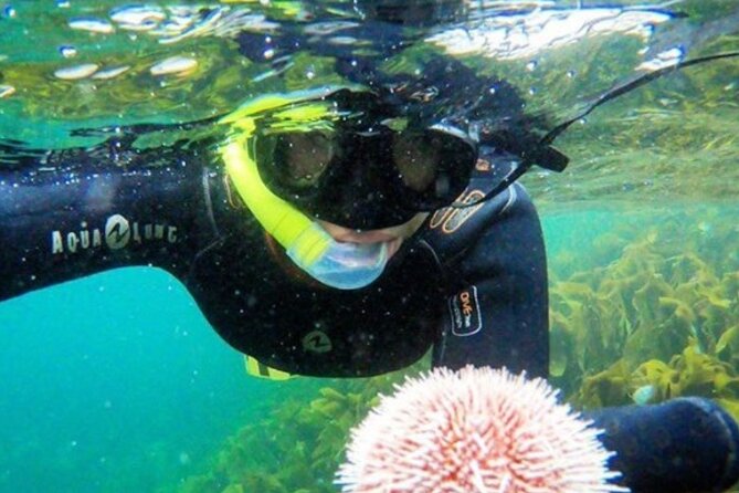 Family Snorkeling Tour - Why this family outing works in Lofoten