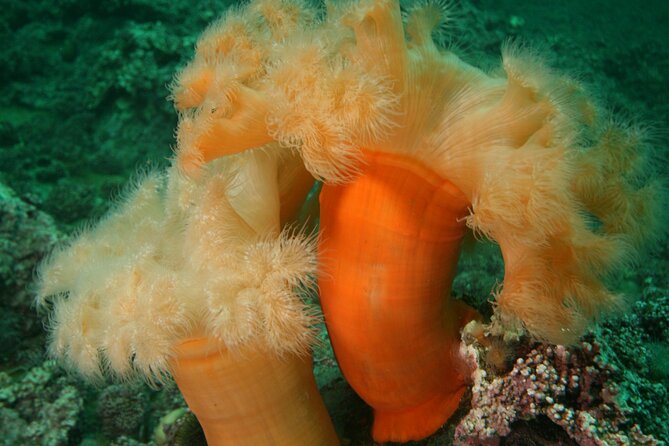 Family Snorkeling Tour - Who should book this Ballstad outing?