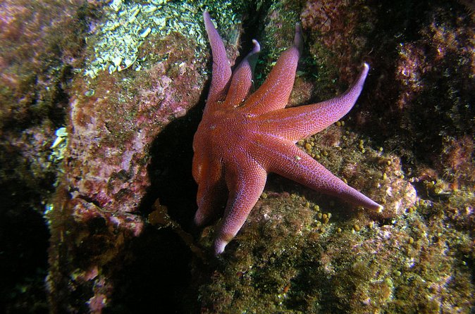 Family Snorkeling Tour - Booking, meeting point, and cancellation