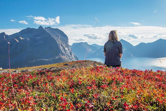 Fjord Expedition: Arctic Adventure Awaits - Wildlife chances: exciting, but never the main promise