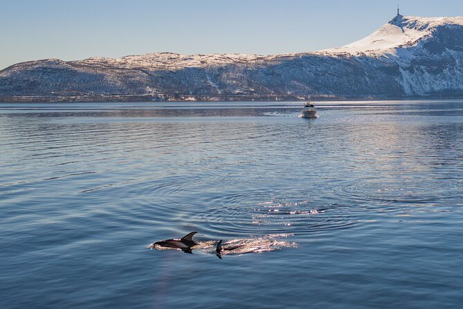 Fjord Safari in the Altafjord - Crossing Altafjord toward Langfjord
