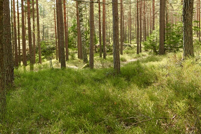 Forestbathing Slow Walking and Healing Spring Water, Stockholm - Fika by the water