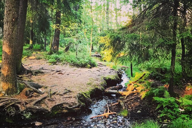 Forestbathing Slow Walking and Healing Spring Water, Stockholm - What the $213.27 price includes