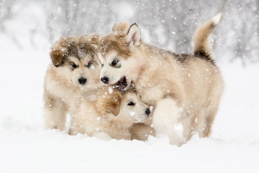 From Abisko: Dog Sledding Excursion to Kiruna with Fika - A 10 to 12 KM ride through Arctic country