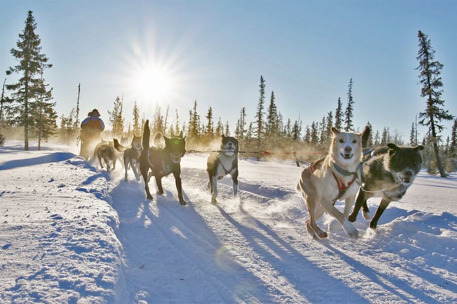 From Abisko: Dog Sledding Excursion to Kiruna with Fika - Winter clothes and staying comfortable
