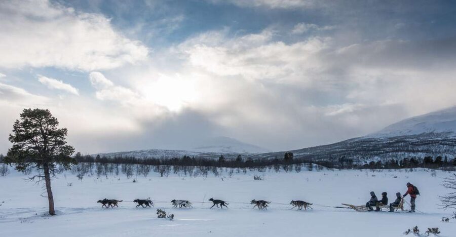 From Abisko: Dog Sledding Excursion to Kiruna with Fika - Who will enjoy this most