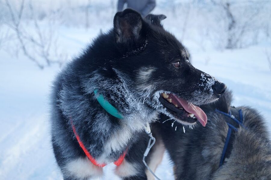 From Abisko: Dog Sledding Excursion to Kiruna with Fika - Booking flexibility and practical limits