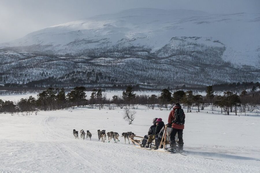 From Abisko: Dog Sledding Excursion to Kiruna with Fika - Meeting the sled dogs near Kiruna