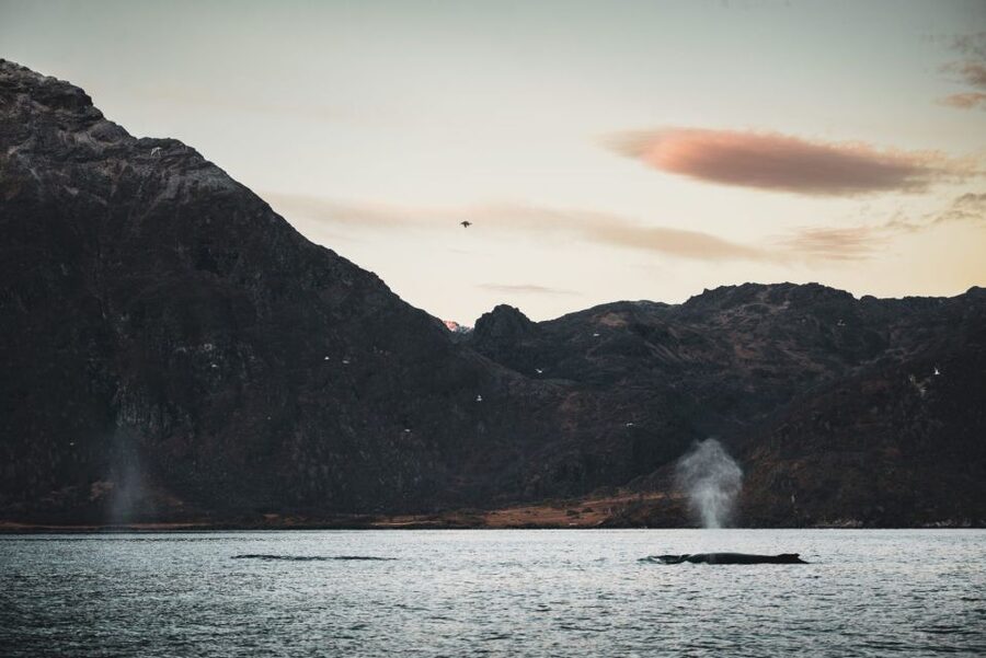 From Alta: Small Group Whale Watching by RIB - Key points to know before you book