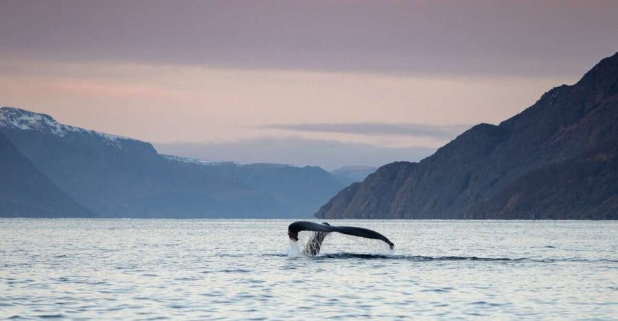 From Alta: Small Group Whale Watching by RIB - The drive to the harbor can take up to an hour