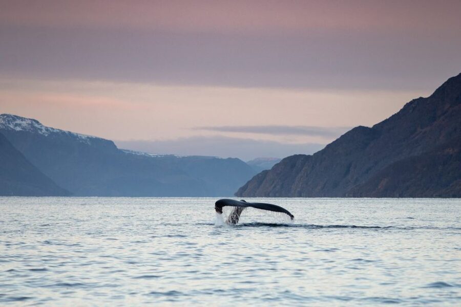 From Alta: Small Group Whale Watching by RIB - Getting ready in thermal suits and boat gear