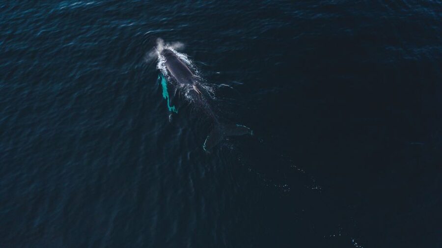 From Alta: Small Group Whale Watching by RIB - Racing through Arctic fjords in a RIB
