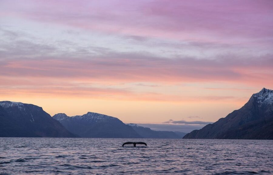 From Alta: Small Group Whale Watching by RIB - The careful pause when whales appear