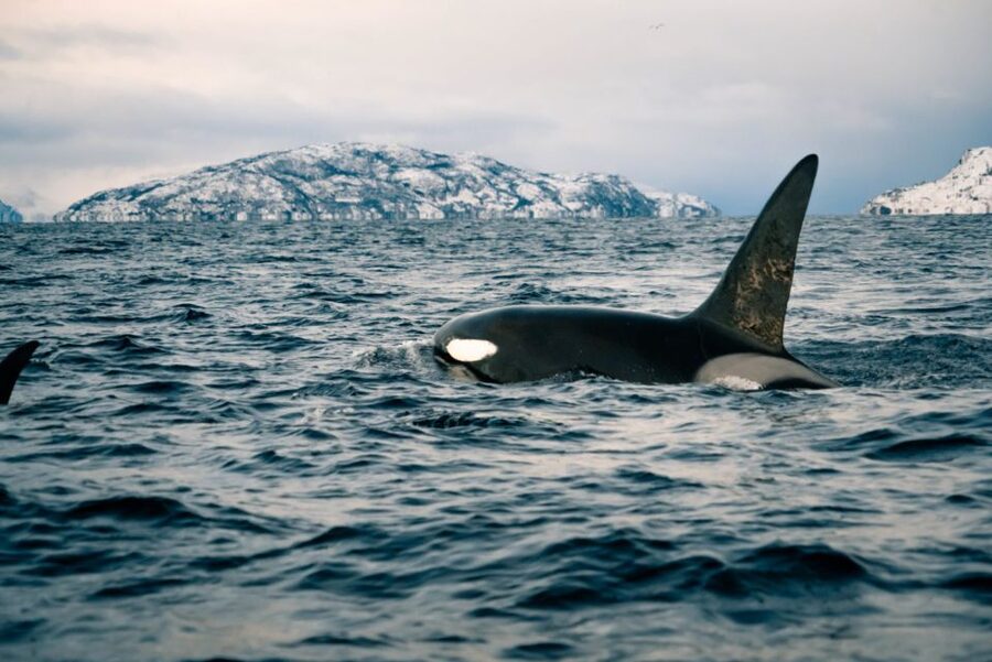 From Alta: Small Group Whale Watching by RIB - Meeting the crew at Æventyr in central Alta