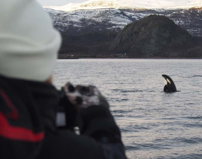 From Alta: Small group Whale watching - Key points to know before you book