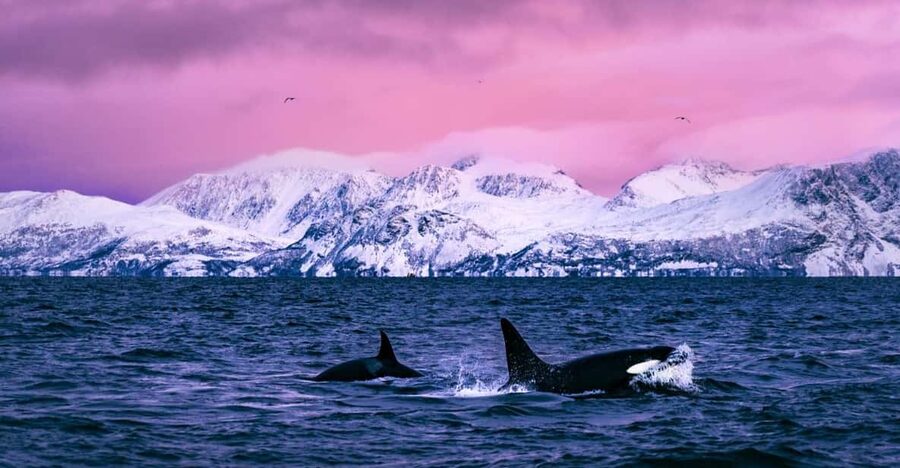 From Alta: Whale and Seabird Cruise - Why herring turns the fjord into a wildlife meeting place