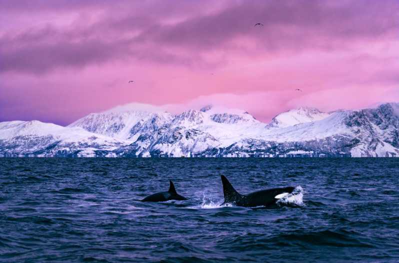 From Alta: Whale and Seabird Cruise - The first wildlife search