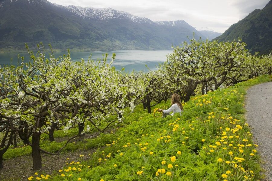 From Bergen: Private Trip to Hardangerfjord - Fossen Bratte and Steinsdalsfossen