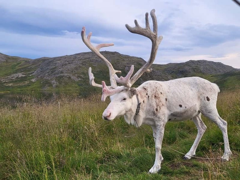 From Honningsvåg: North Cape and King Crabs Tour - Key points to know before booking