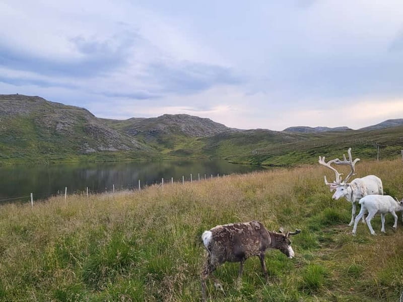 From Honningsvåg: North Cape and King Crabs Tour - The seasonal Sami and reindeer stop