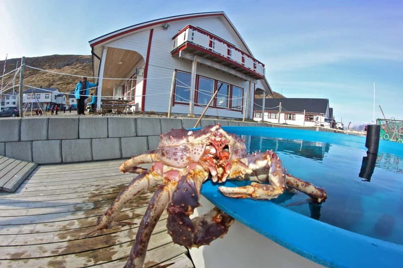 From Honningsvåg: North Cape and King Crabs Tour - Meeting at Honningsvåg harbor