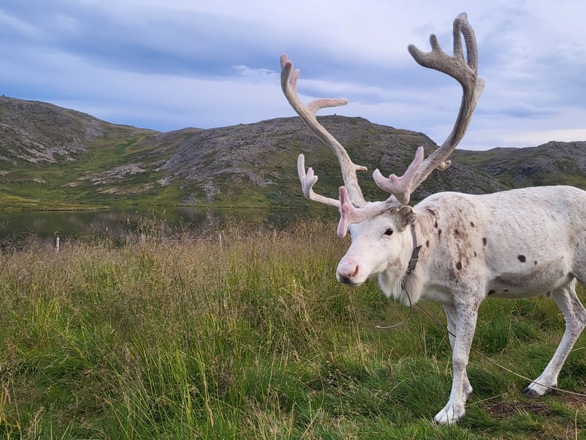 From Honningsvåg: VIP North Cape and Kingcrab Tour - Who Should Book This Tour?