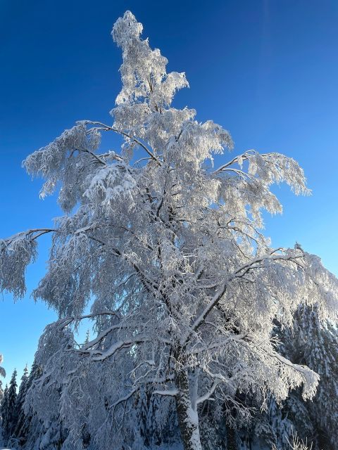 From Oslo: Oslomarka Forest Guided Snowshoeing Tour - The guides make the difference