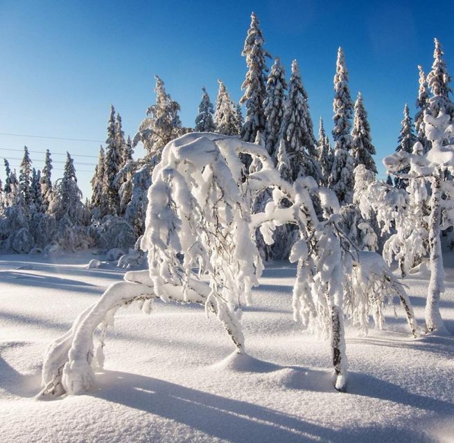 From Oslo: Oslomarka Forest Guided Snowshoeing Tour - How much value do you get for $105?