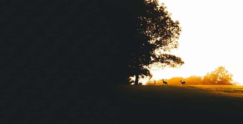 From Stockholm: Moose & Wildlife Safari with Campfire Dinner - Should you book it?