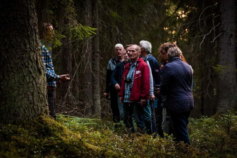 From Stockholm: Moose & Wildlife Safari with Campfire Dinner - The second half: covering more ground by minibus