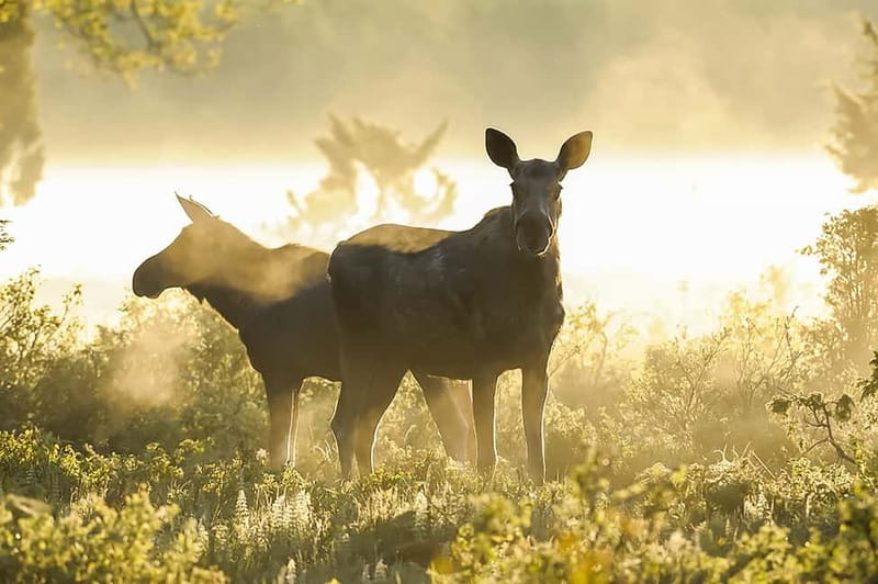 From Stockholm: Moose & Wildlife Safari with Campfire Dinner - Who should book this forest evening?