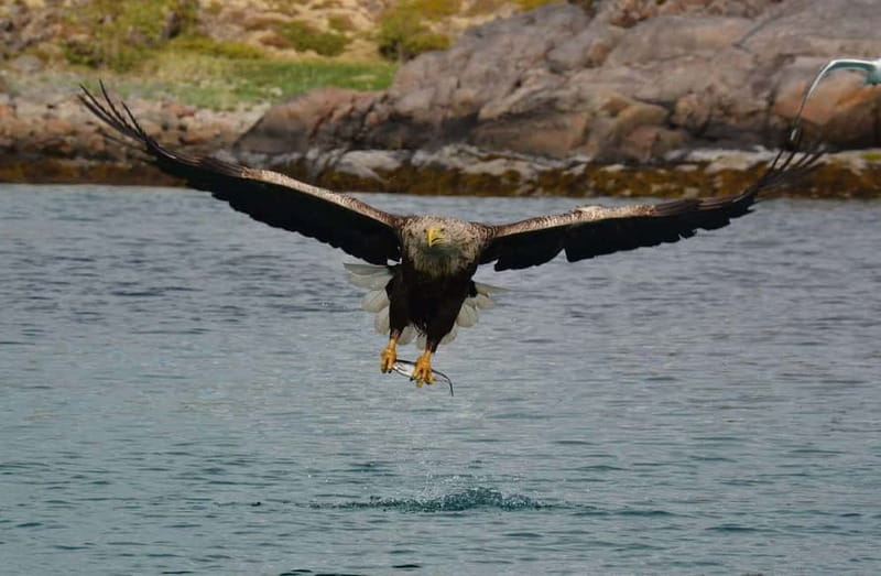 From Svolvær: Lofoten RIB Sea Eagle Safari Trollfjord Cruise - From Torget to open water