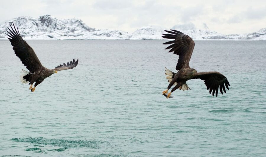 From Svolvaer: Trollfjorden Wildlife RIB Cruise - Sea eagles are the trip’s most praised feature