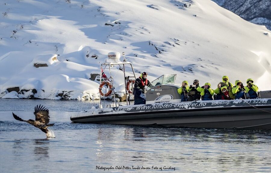 From Svolvaer: Trollfjorden Wildlife RIB Cruise - Booking value and final call