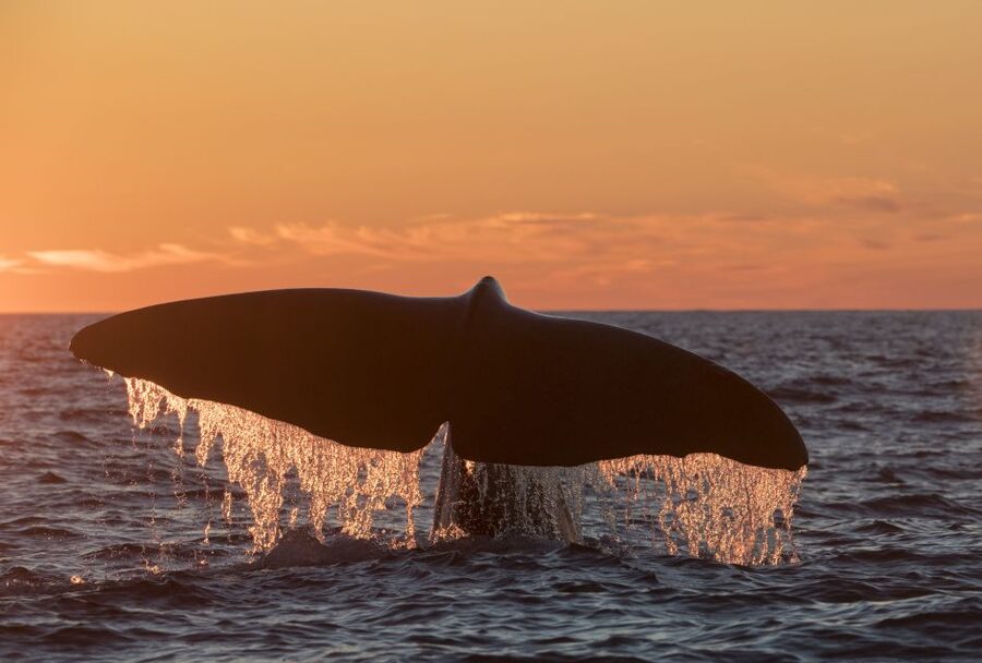 From Svolvær: Whale Watching Day Trip to Andenes - Why Andenes is worth the long ride