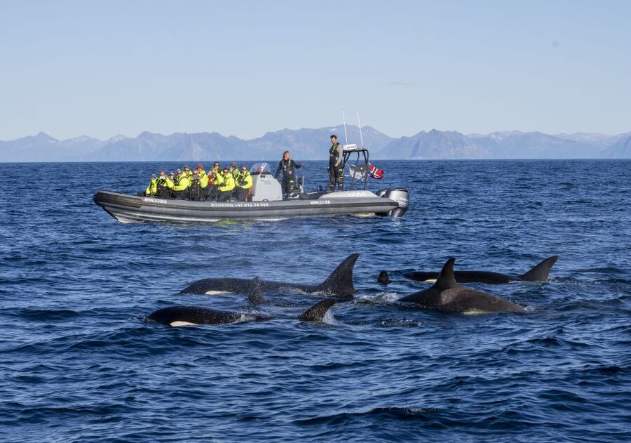 From Svolvær: Whale Watching Day Trip to Andenes - The short window in Andenes