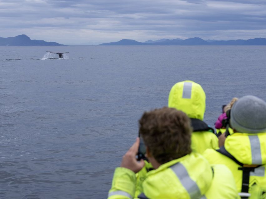 From Svolvær: Whale Watching Day Trip to Andenes - Who will enjoy this day most