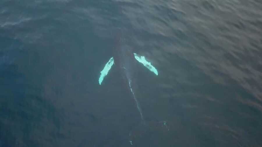 From Tromsø: All-Inclusive Whale & Orca Safari - Key points before you book
