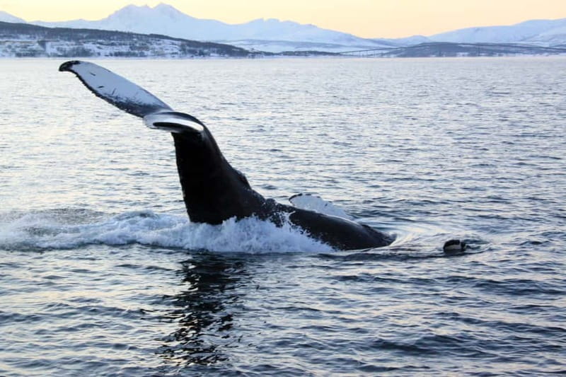 From Tromsø: All-Inclusive Whale & Orca Safari - The long run from Tromsø to Skjervøy