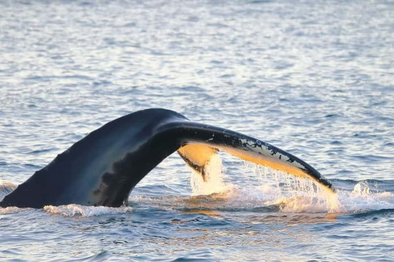 From Tromsø: All-Inclusive Whale & Orca Safari - How the wildlife viewing works