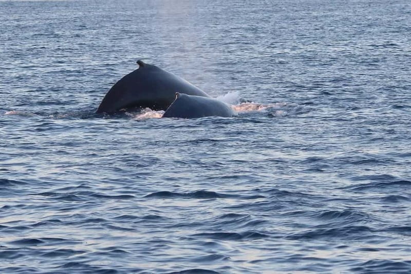 From Tromsø: All-Inclusive Whale & Orca Safari - Seasickness is the big practical issue