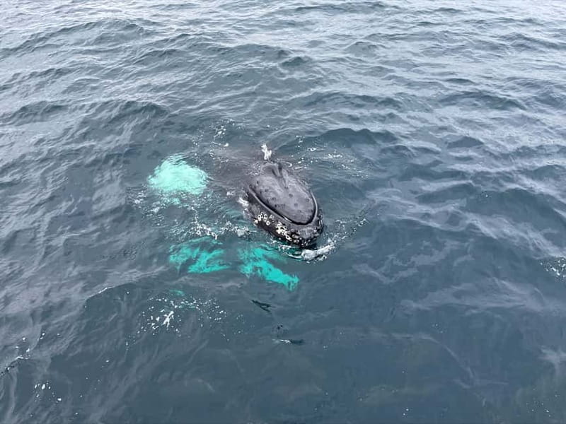 From Tromsø: All-Inclusive Whale & Orca Safari - What happens if the whales are not there