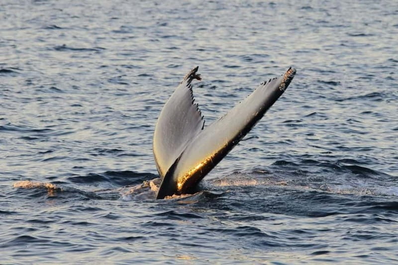 From Tromsø: All-Inclusive Whale & Orca Safari - Who will enjoy this safari most