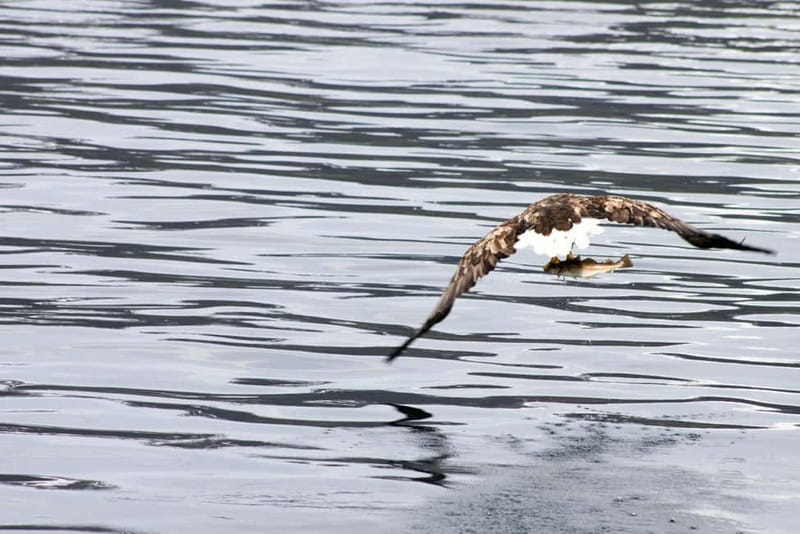 From Tromsø: All-Inclusive Whale & Orca Safari - Simple tips for a better day