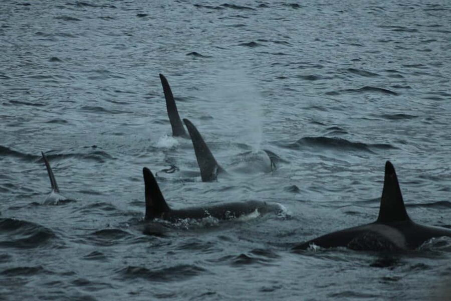 From Tromsø: All-Inclusive Whale & Orca Safari - Reaching Skjervøy’s whale-watching waters