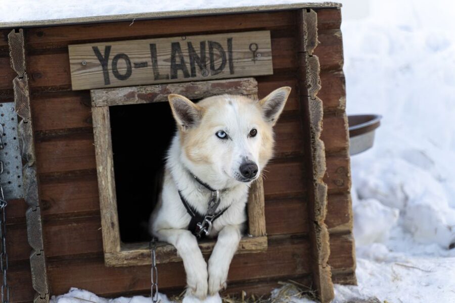 From Tromsø: Fun and Easy Dog Sledding Adventure - From Tromsø Harbour to Breivikeidet Valley
