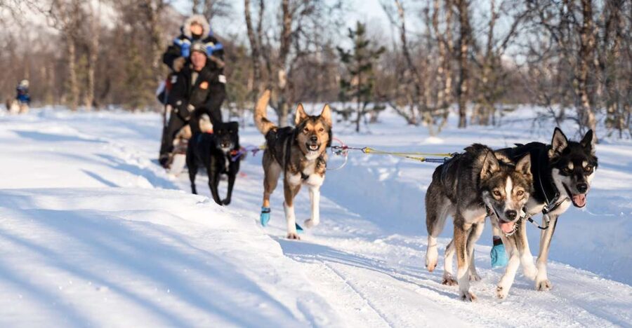 From Tromsø: Fun and Easy Dog Sledding Adventure - Sharing One Sled and Taking the Controls