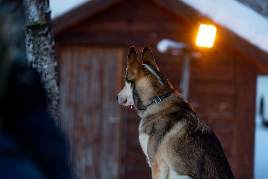 From Tromsø: Fun and Easy Dog Sledding Adventure - Forest Trails, Open Snow, and Lyngen Alps Views