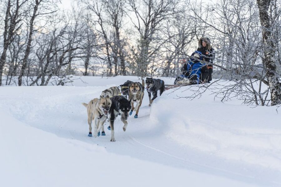From Tromsø: Fun and Easy Dog Sledding Adventure - Practical Tips for a Better Ride