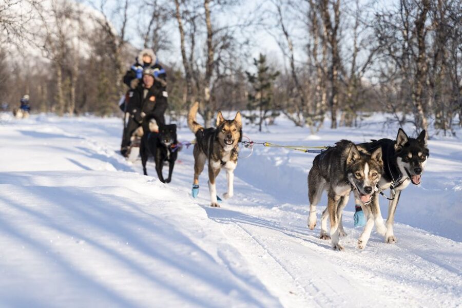 From Tromsø: Fun and Easy Dog Sledding Adventure - Getting Ready for Your First Run